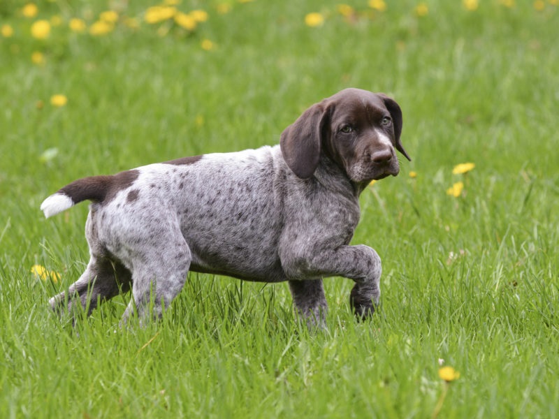 5 Methods To get a Effective Camping Trip Together With Your Dog