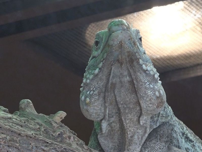 Learning how to take proper care of Iguanas by using Iguana Photos