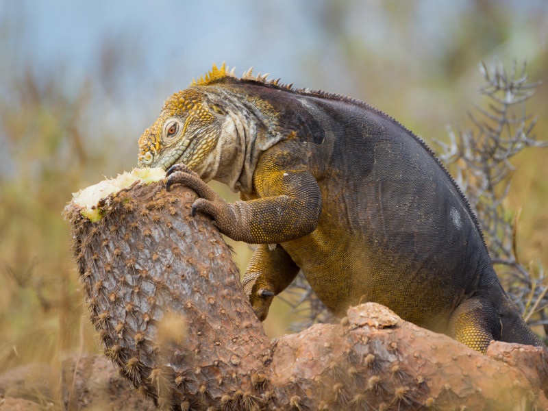 Bearded Dragon Take proper proper care of Great Health