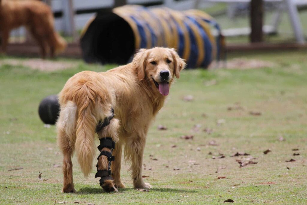 How Do Dog Splints Work?