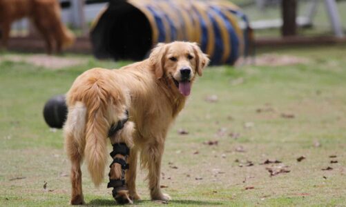 How Do Dog Splints Work?