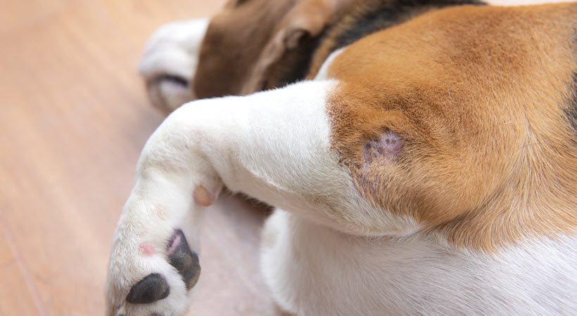 Chronic Non-healing Wounds in Diabetic Dogs