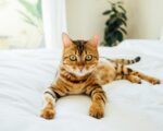 Few Important things you need to know about Bengal Cats