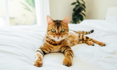 Few Important things you need to know about Bengal Cats