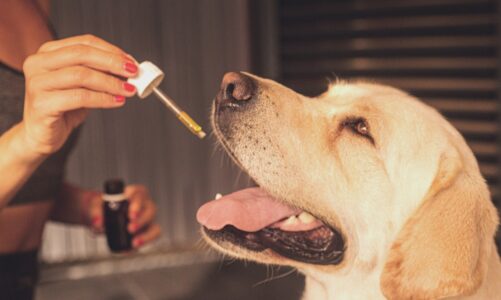   The Types of CBD Oil Dogs Can Have + Bonus CBD Treats