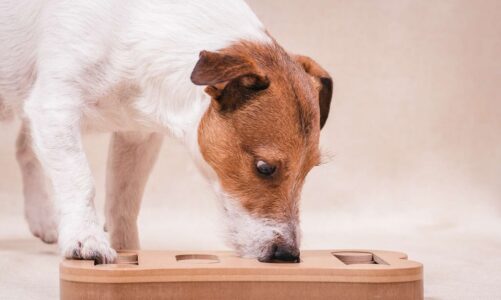 Gift The Puzzle Toys To Your Dogs To Keep Them Happy
