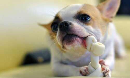 What makes Dog’s Dental Chews so Special?