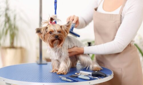 The Way To Safely Treat The Symptoms Of Canine Arthritis