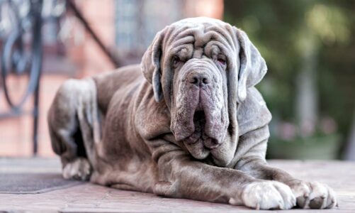 A Dog With Wrinkles To Love