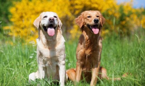 What is Labrador Retriever?