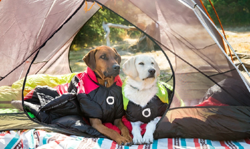 Essentials Dog Gears for Outdoor Adventure