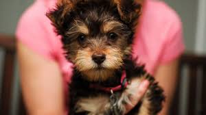 Learn These before Heading to Yorkiepoo Puppies for Sale