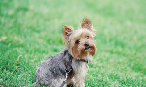 3 Tips to Take Care of Yorkie