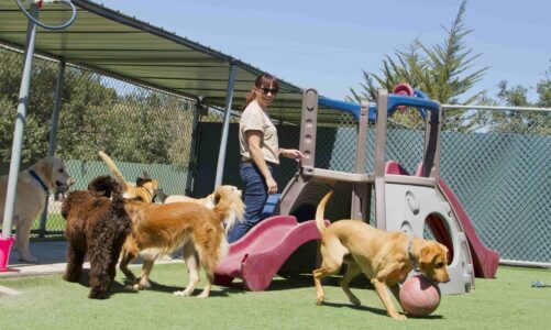 Important Tips For Choosing The Right Dog Boarding Facility