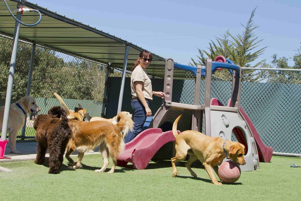 Important Tips For Choosing The Right Dog Boarding Facility About Dog