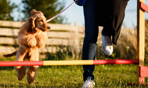 What Is The Difference Between Dog Training And A Dog Behaviorist?