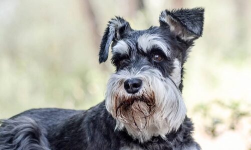 Understanding the Smartest Choices for the hypoallergenic dogs