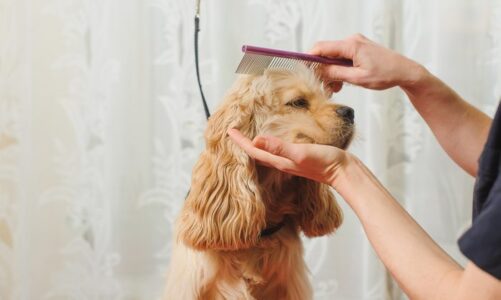 The Biggest Lie About Dog Grooming Supplies