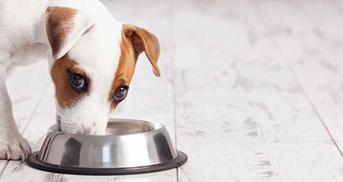 Tips for Choosing The Right Dog Food