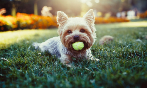 Do dogs enjoy doggy daycare?