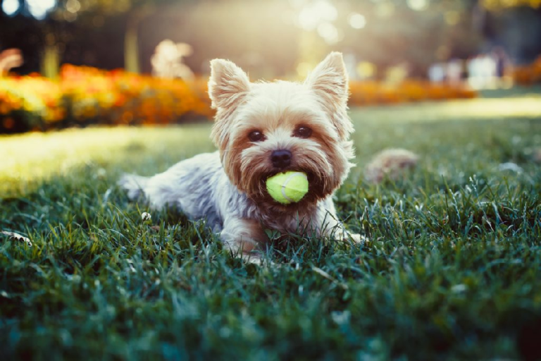 Do dogs enjoy doggy daycare? About Dog Facts