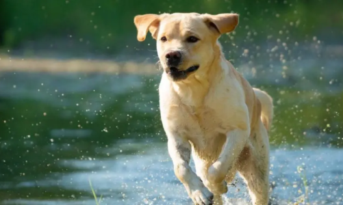 What Are the Most Playful Dog Breeds?