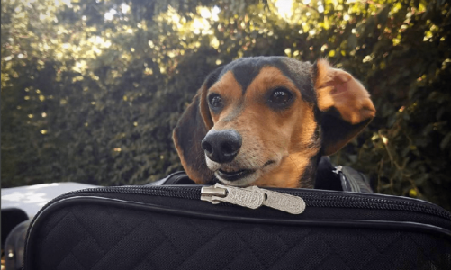 What You Need to Know Before Traveling With Your Dog