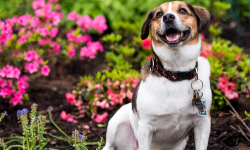 Is Your Dog Safe in the Springtime?