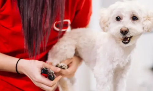 Why you should trim your dog’s nails – Collar & Harness