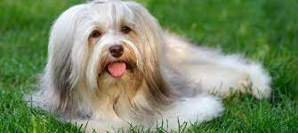  Is Havanese Dog a good catch for your home?