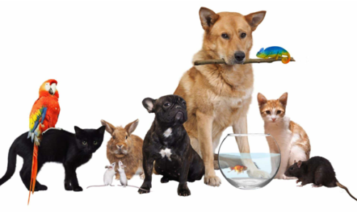 The easy method to settle an open Pet Store