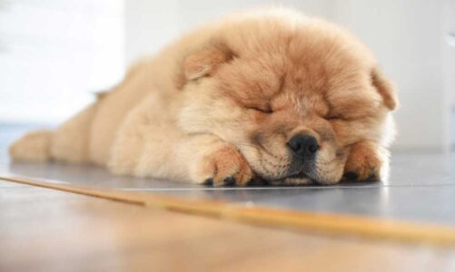 Some Important Facts About The CHOW CHOW Dog Breed