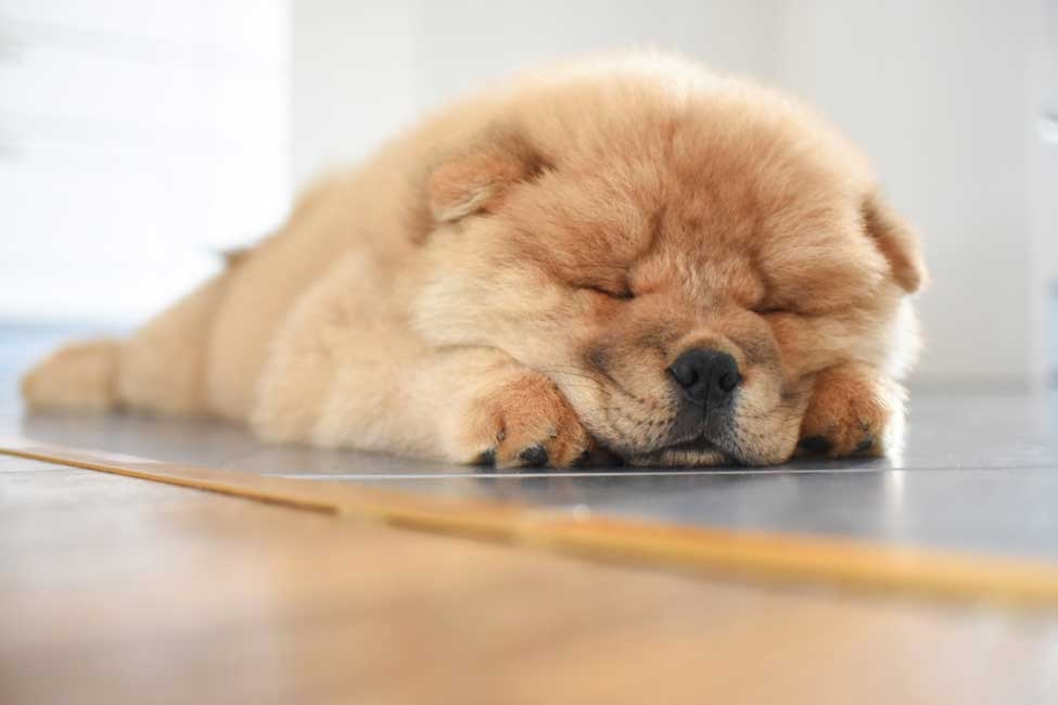 Some Important Facts About The CHOW CHOW Dog Breed - About Dog Facts