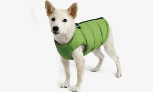 Best Dog Coats Your Dog Deserves Now