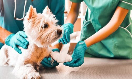 How A Vet Emergency Can Provide Complete Care