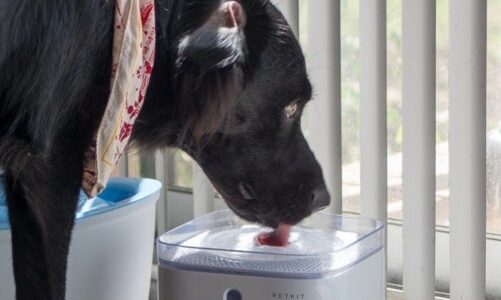 Take a Look at the Most appropriate Dog Water Dispenser
