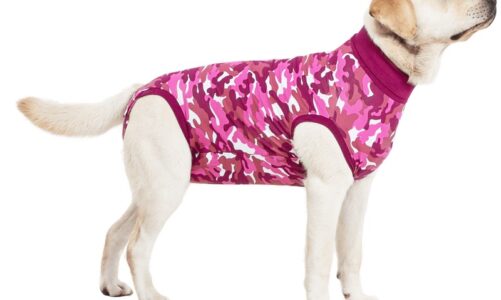 What is a recovery suit used for the pets?