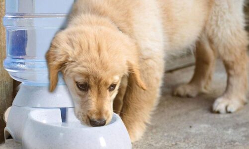 Increasing your Dog’s Water Intake is Crucial