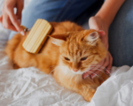 How do you take care of your cat?