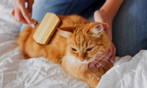 How do you take care of your cat?