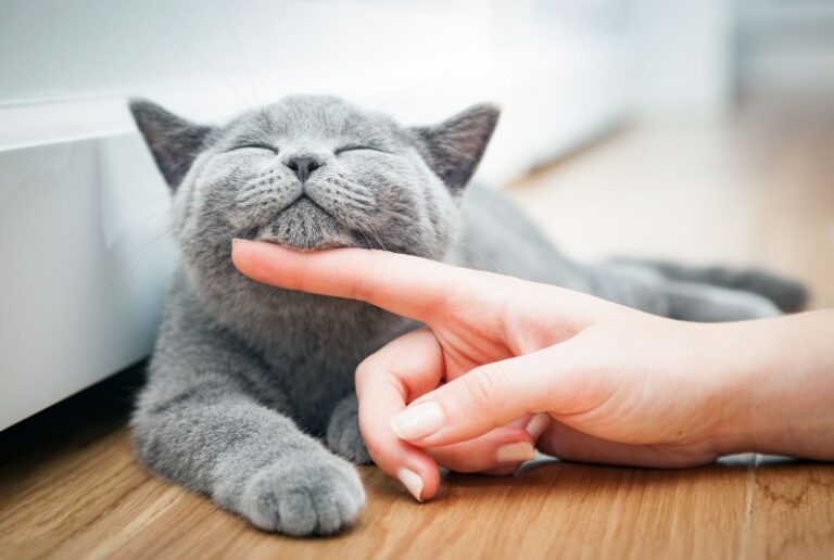The Best Cat You Can Choose Now About Dog Facts