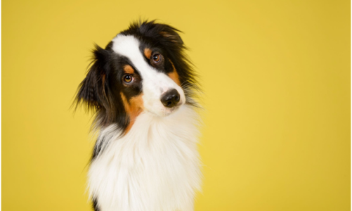 Main Reasons Why Your Dog Needs a DNA Breed Test