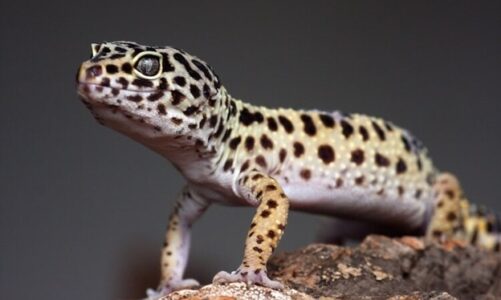 Leopard Gecko Diet Tips for Healthy Feeding
