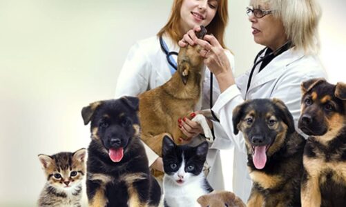 Sings To Take Your Pet To The Vet Abbotsford
