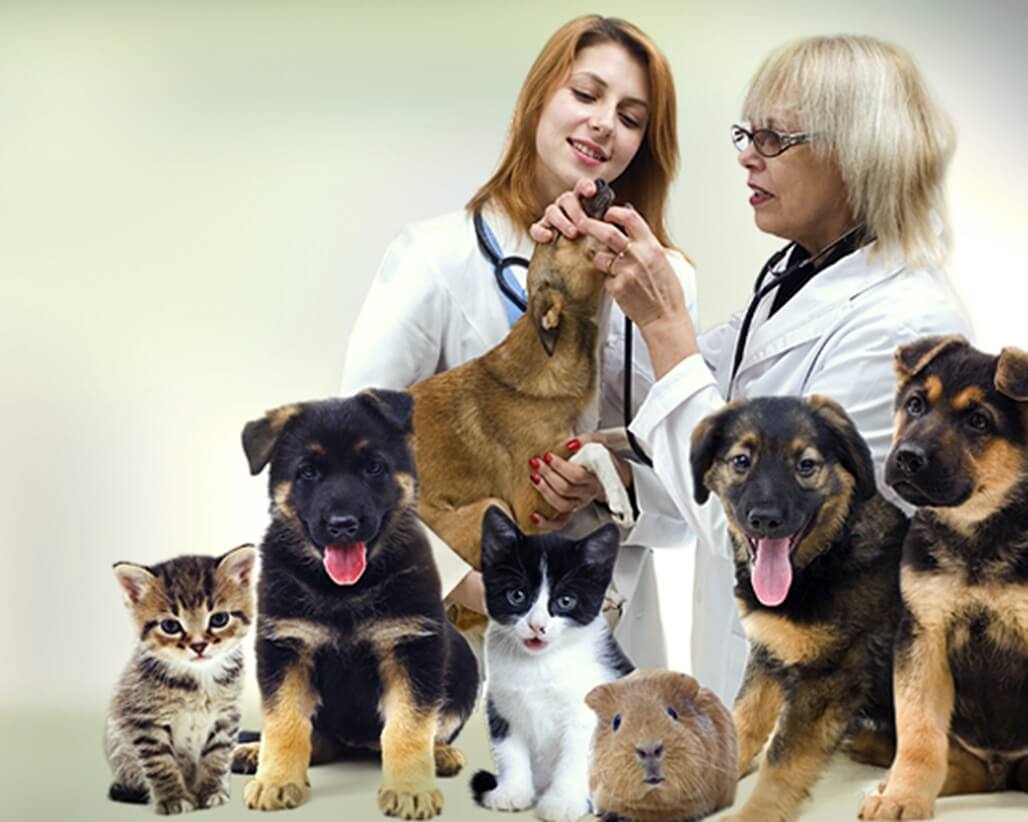 Sings To Take Your Pet To The Vet Abbotsford About Dog Facts