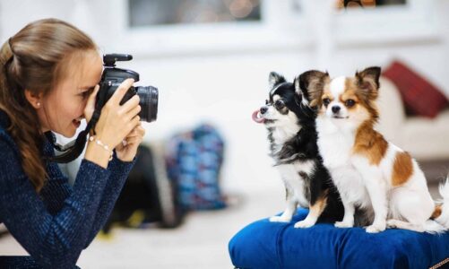 How to Prepare Your Dog for a Professional Photoshoot?