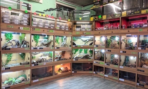 7 Must-Buy Supplies for Reptile Terrarium