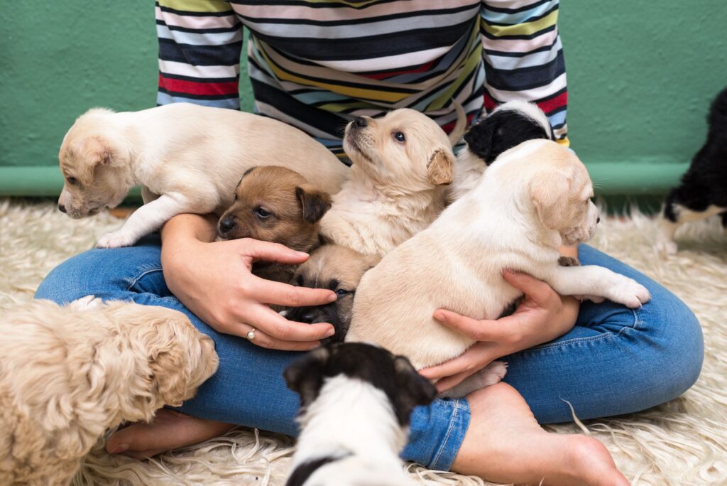 What Should I Consider Before Buying A Dog?