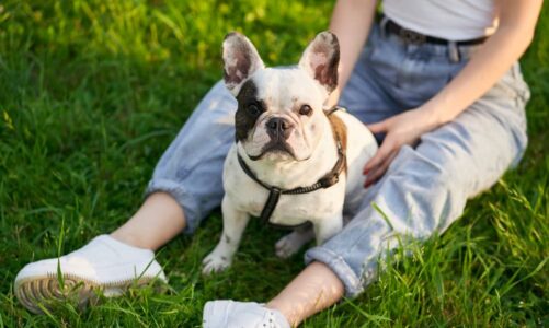 Finding the Right Doggy Daycare in Wicker Park: Key Factors to Consider