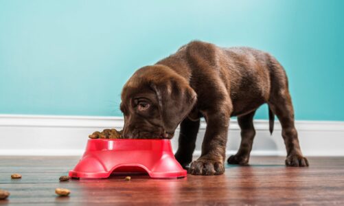 Best Ways to Save When Buying Pet Food